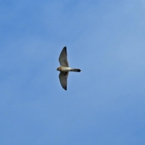 Falco cenchroides at Molonglo Valley, ACT - 19 Mar 2019 11:40 AM