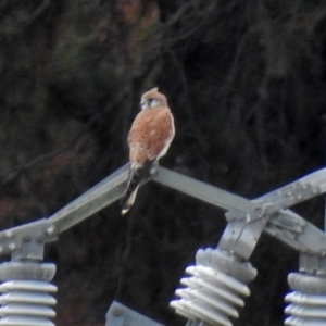 Falco cenchroides at Molonglo Valley, ACT - 19 Mar 2019 11:40 AM