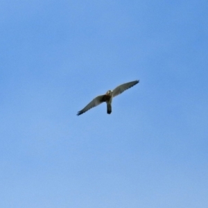 Falco cenchroides at Molonglo Valley, ACT - 19 Mar 2019 11:40 AM