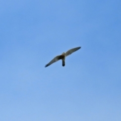 Falco cenchroides at Molonglo Valley, ACT - 19 Mar 2019