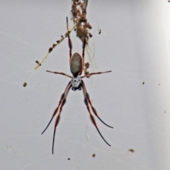 Trichonephila edulis (Golden orb weaver) at ANBG - 19 Mar 2019 by RodDeb