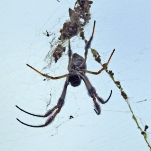 Trichonephila edulis at Acton, ACT - 19 Mar 2019