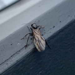 Camponotus sp. (genus) at Greenway, ACT - 20 Mar 2019