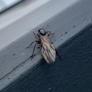 Camponotus sp. (genus) at Greenway, ACT - 20 Mar 2019