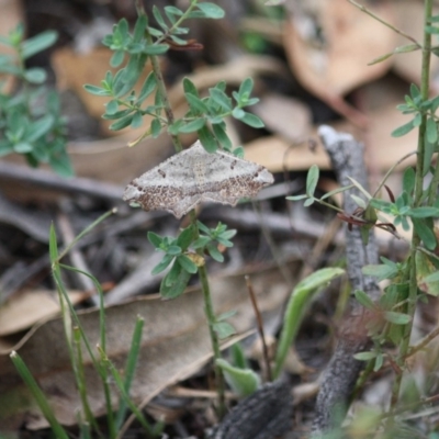 Dissomorphia australiaria (Dashed Geometrid, Ennominae) at Deakin, ACT - 20 Mar 2019 by LisaH