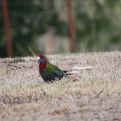 Platycercus elegans (Crimson Rosella) at Brindabella, NSW - 16 Mar 2019 by LisaH