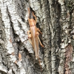 Paragryllacris sp. (genus) (Raspy or Tree cricket) at Brindabella, NSW - 17 Mar 2019 by LisaH