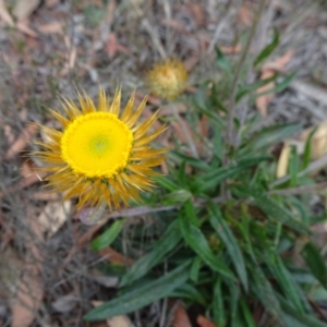 Coronidium oxylepis subsp. lanatum at Mongarlowe, NSW - 13 Mar 2019 12:51 PM