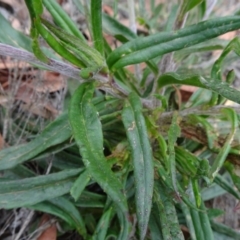 Coronidium oxylepis subsp. lanatum at Mongarlowe, NSW - 13 Mar 2019