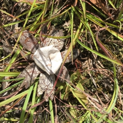 Astraeus hygrometricus (Barometer Earthstar) at Mongarlowe, NSW - 18 Mar 2019 by LisaH