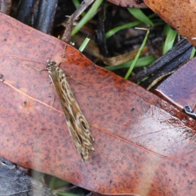 Geitoneura acantha (Ringed Xenica) at QPRC LGA - 18 Mar 2019 by LisaH