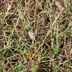 Zizina otis (Common Grass-Blue) at QPRC LGA - 18 Mar 2019 by LisaH