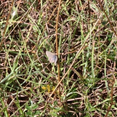 Zizina otis (Common Grass-Blue) at QPRC LGA - 18 Mar 2019 by LisaH