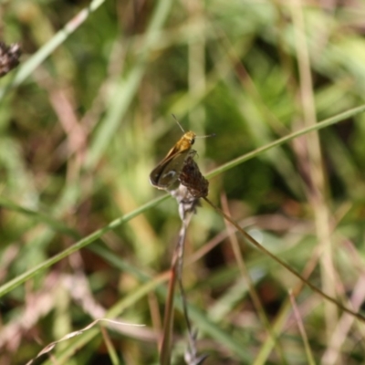 Taractrocera papyria (White-banded Grass-dart) at Mongarlowe, NSW - 18 Mar 2019 by LisaH