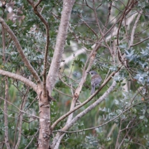 Colluricincla harmonica at Mongarlowe, NSW - suppressed