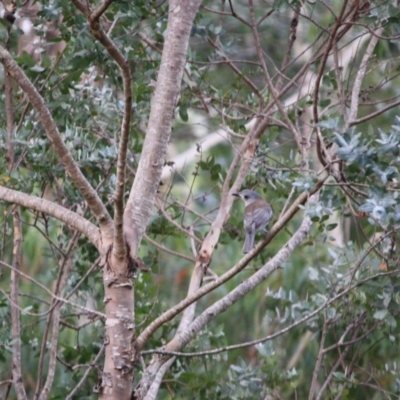 Colluricincla harmonica (Grey Shrikethrush) at Mongarlowe, NSW - 18 Mar 2019 by LisaH