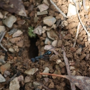 Myrmecia tarsata at Mongarlowe, NSW - suppressed