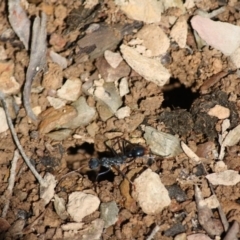 Myrmecia tarsata at Mongarlowe, NSW - suppressed