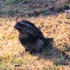 Podargus strigoides (Tawny Frogmouth) at Bodalla, NSW - 5 Sep 2018 by nickhopkins