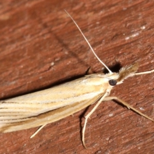 Hednota grammellus at Rosedale, NSW - 16 Mar 2019 10:08 PM