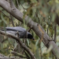 Coracina novaehollandiae (Black-faced Cuckooshrike) at Symonston, ACT - 17 Mar 2019 by JonSteinbeck