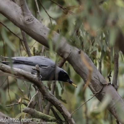 Coracina novaehollandiae (Black-faced Cuckooshrike) at Symonston, ACT - 17 Mar 2019 by JonSteinbeck