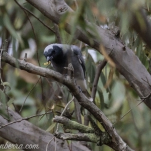 Coracina novaehollandiae at Symonston, ACT - 17 Mar 2019