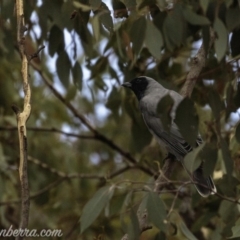 Coracina novaehollandiae at Symonston, ACT - 17 Mar 2019