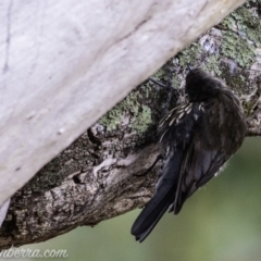 Cormobates leucophaea (White-throated Treecreeper) at Symonston, ACT - 17 Mar 2019 by JonSteinbeck