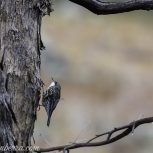 Cormobates leucophaea at Symonston, ACT - 17 Mar 2019