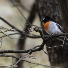 Petroica boodang (Scarlet Robin) at Symonston, ACT - 17 Mar 2019 by JonSteinbeck