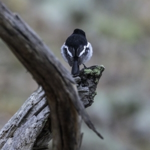 Petroica boodang at Symonston, ACT - 17 Mar 2019 08:35 AM