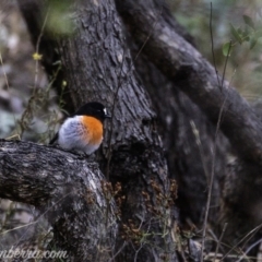 Petroica boodang at Symonston, ACT - 17 Mar 2019 08:35 AM