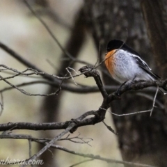 Petroica boodang at Symonston, ACT - 17 Mar 2019 08:35 AM