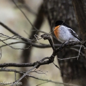 Petroica boodang at Symonston, ACT - 17 Mar 2019 08:35 AM