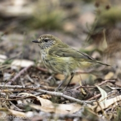 Acanthiza lineata (Striated Thornbill) at Symonston, ACT - 17 Mar 2019 by JonSteinbeck