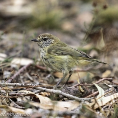 Acanthiza lineata (Striated Thornbill) at Symonston, ACT - 17 Mar 2019 by JonSteinbeck