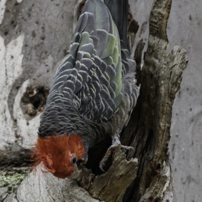 Callocephalon fimbriatum (Gang-gang Cockatoo) at Garran, ACT - 17 Mar 2019 by JonSteinbeck