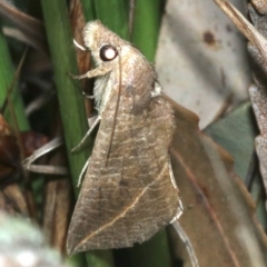 Calyptra minuticornis at Guerilla Bay, NSW - 15 Mar 2019 07:45 PM