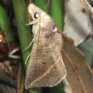 Calyptra minuticornis at Guerilla Bay, NSW - 15 Mar 2019