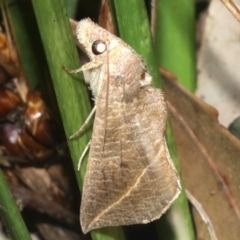 Calyptra minuticornis at Guerilla Bay, NSW - 15 Mar 2019