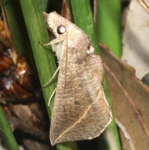 Calyptra minuticornis at Guerilla Bay, NSW - 15 Mar 2019 07:45 PM