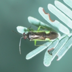 Miridae (family) (Unidentified plant bug) at Hall, ACT - 17 Mar 2019 by Harrisi