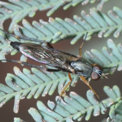 Therevidae (family) (Unidentified stiletto fly) at Hall, ACT - 17 Mar 2019 by Harrisi