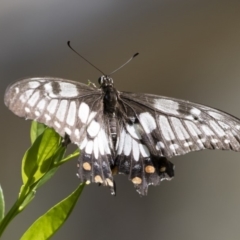 Papilio anactus (Dainty Swallowtail) at Michelago, NSW - 23 Feb 2019 by Illilanga