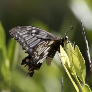 Papilio anactus at Michelago, NSW - 23 Feb 2019 11:43 AM