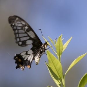 Papilio anactus at Michelago, NSW - 23 Feb 2019 11:43 AM