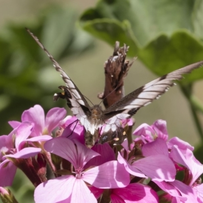 Papilio aegeus (Orchard Swallowtail, Large Citrus Butterfly) at Illilanga & Baroona - 23 Feb 2019 by Illilanga