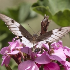 Papilio aegeus at Michelago, NSW - 23 Feb 2019