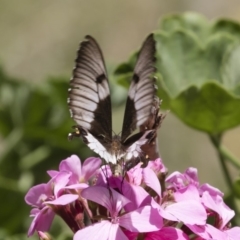 Papilio aegeus at Michelago, NSW - 23 Feb 2019